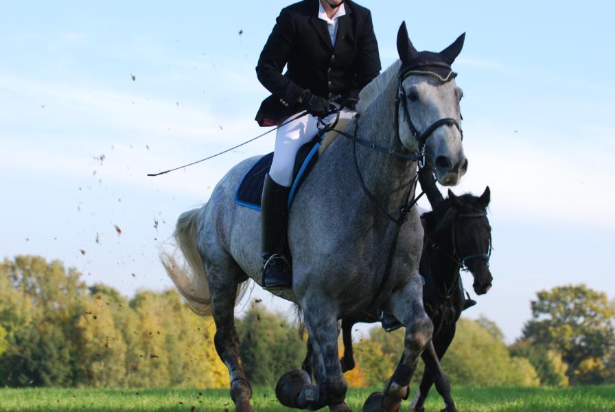 Galopp