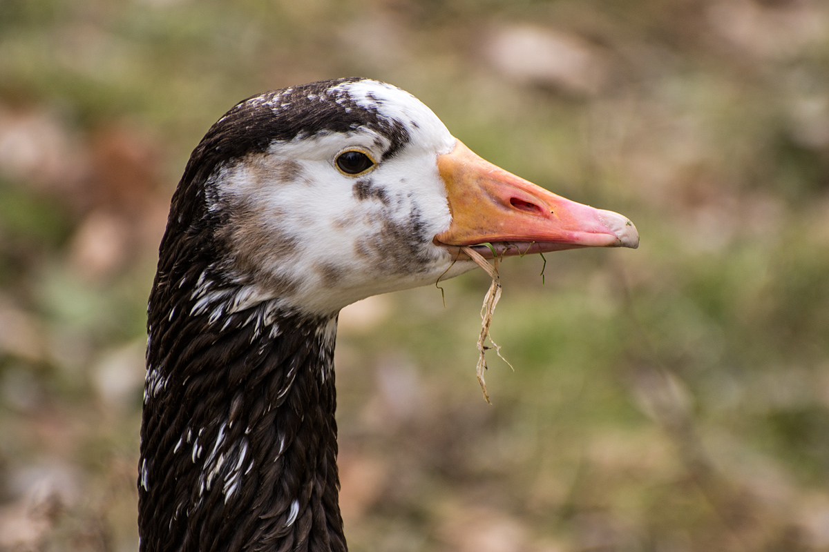 Gans 1