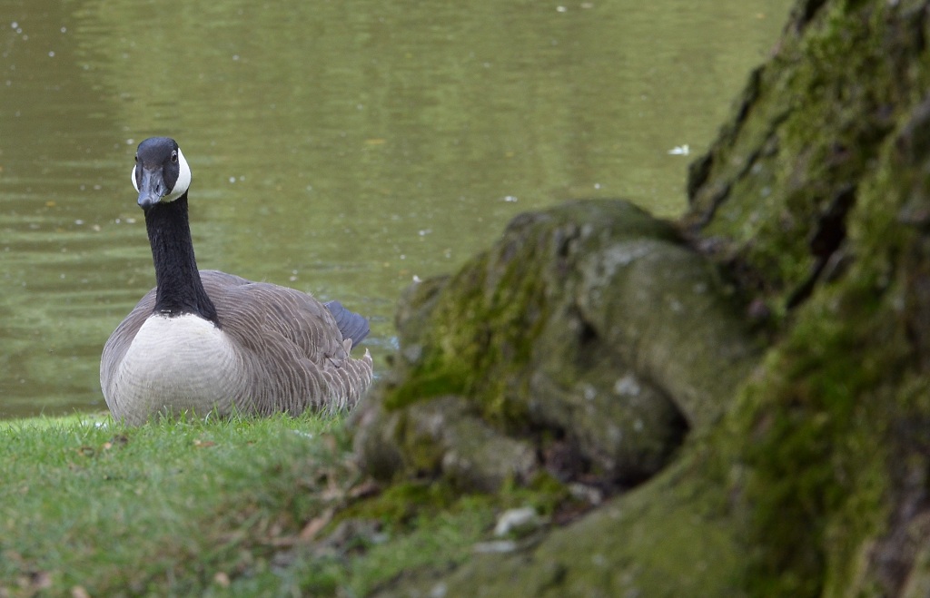 Gans Bildausschnitt Stadtgarten I
Wechselnde Lichtverhältnisse