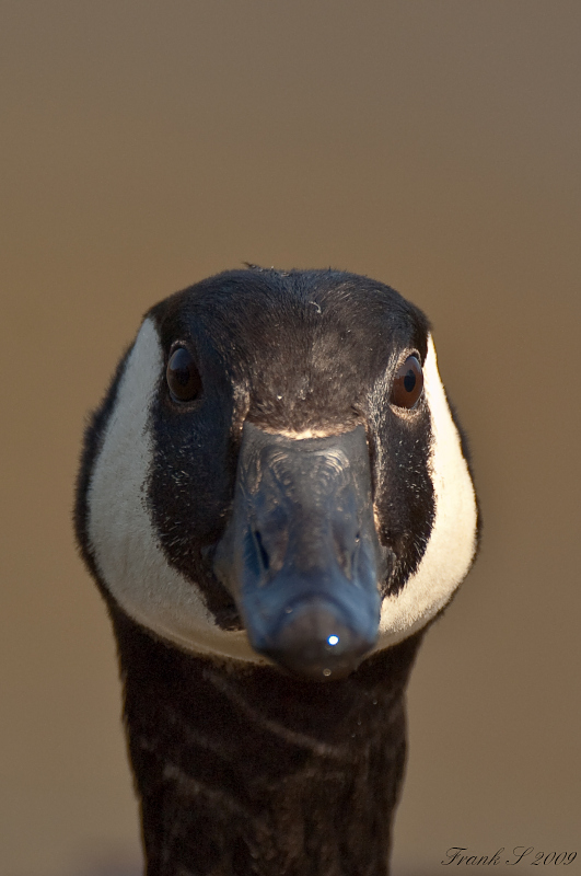 gans frontal1