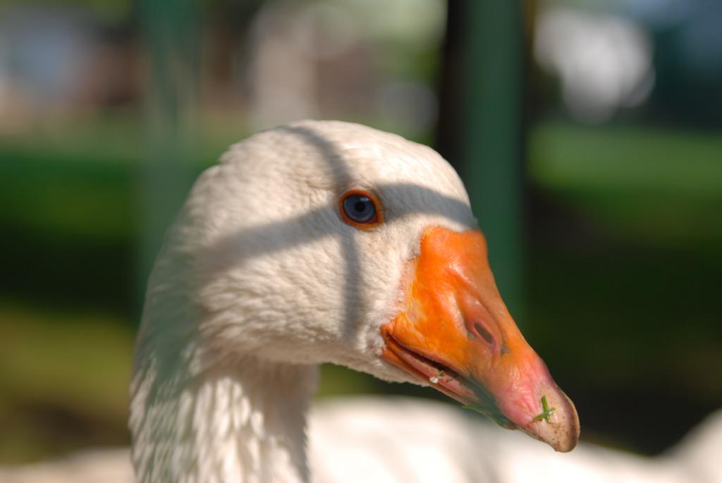 Gans - ganz in Gedanken bei Weihnachten
DSC 8804