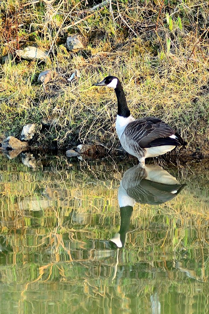 Gans gespiegelt MHX 7774Ax