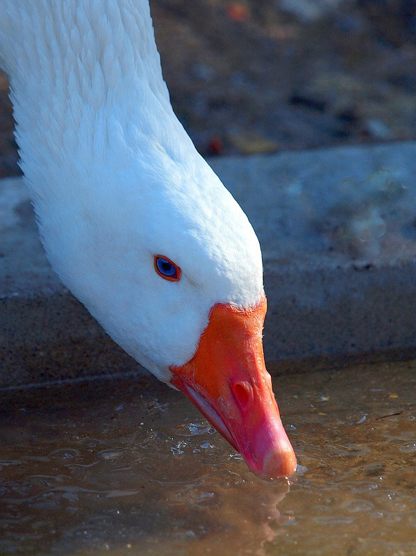 GANS