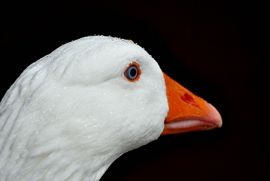 Gans