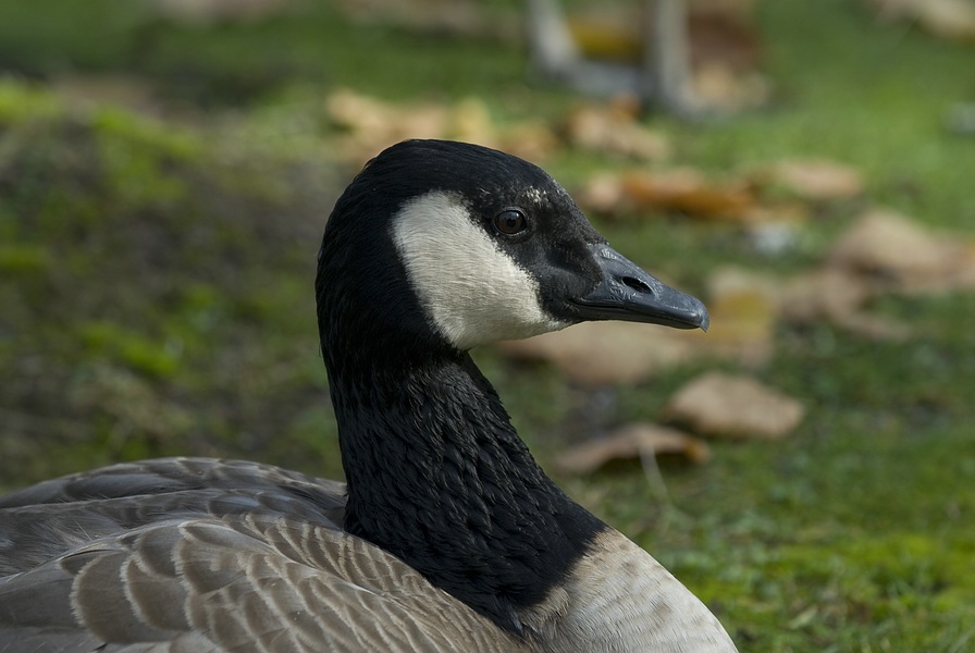 Gans