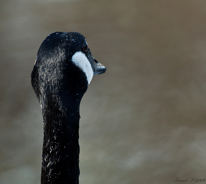 Gans1