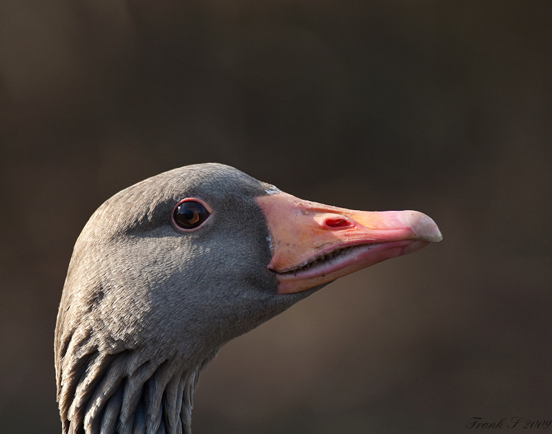 Gans11