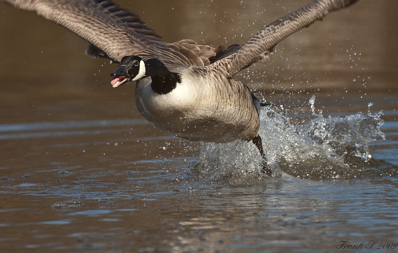 Gans41