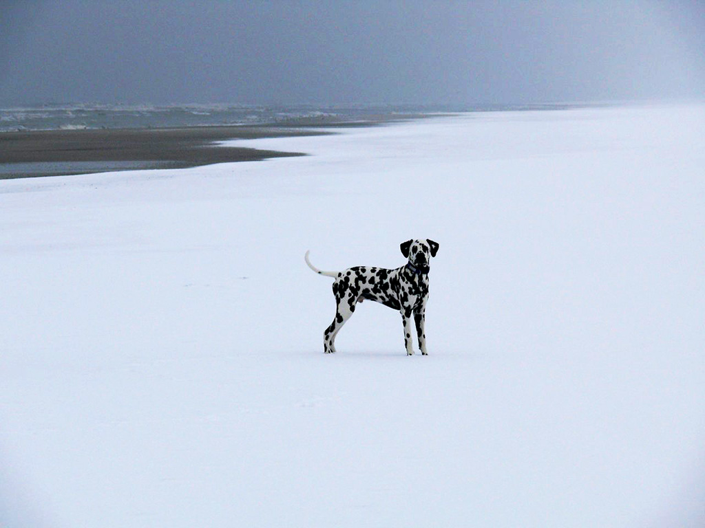 Ganz alleine im Schnee