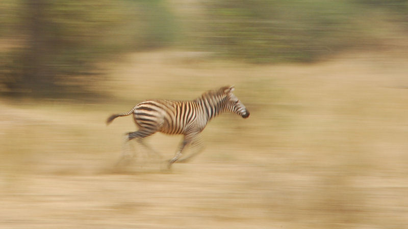 ganz schnelles Zebra im Tarangire
0434