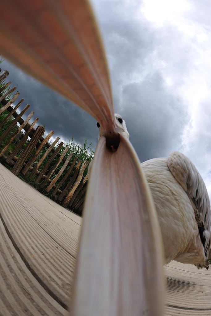 Ganz weit