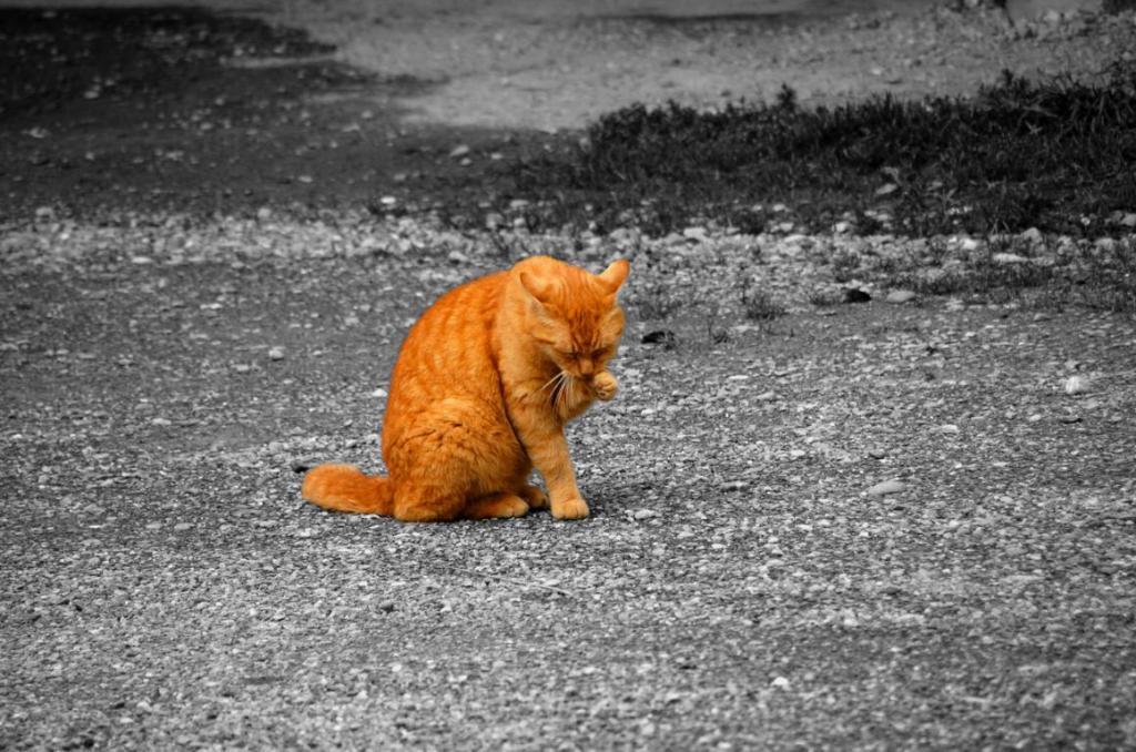 Garfield