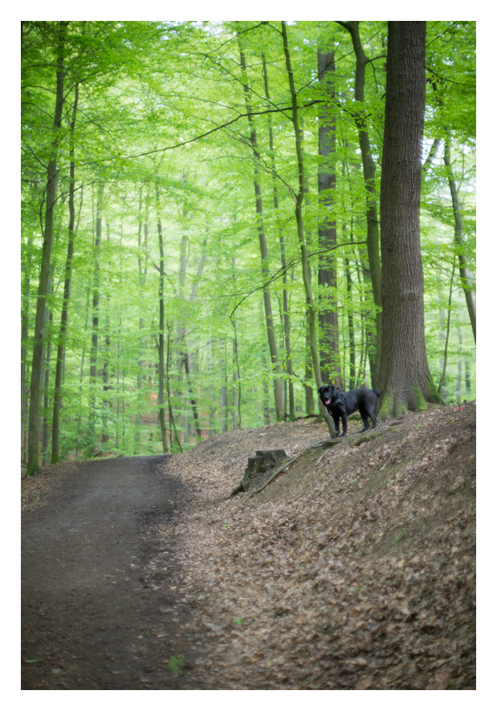 gari im wald