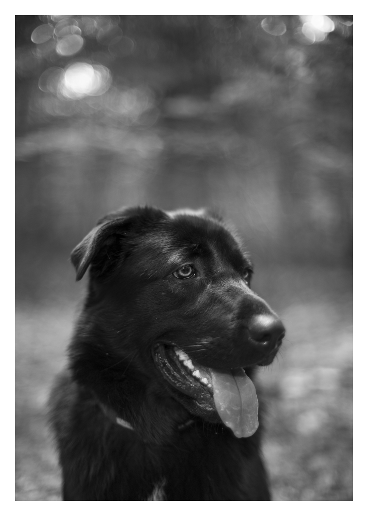 garica portrait im juli 14