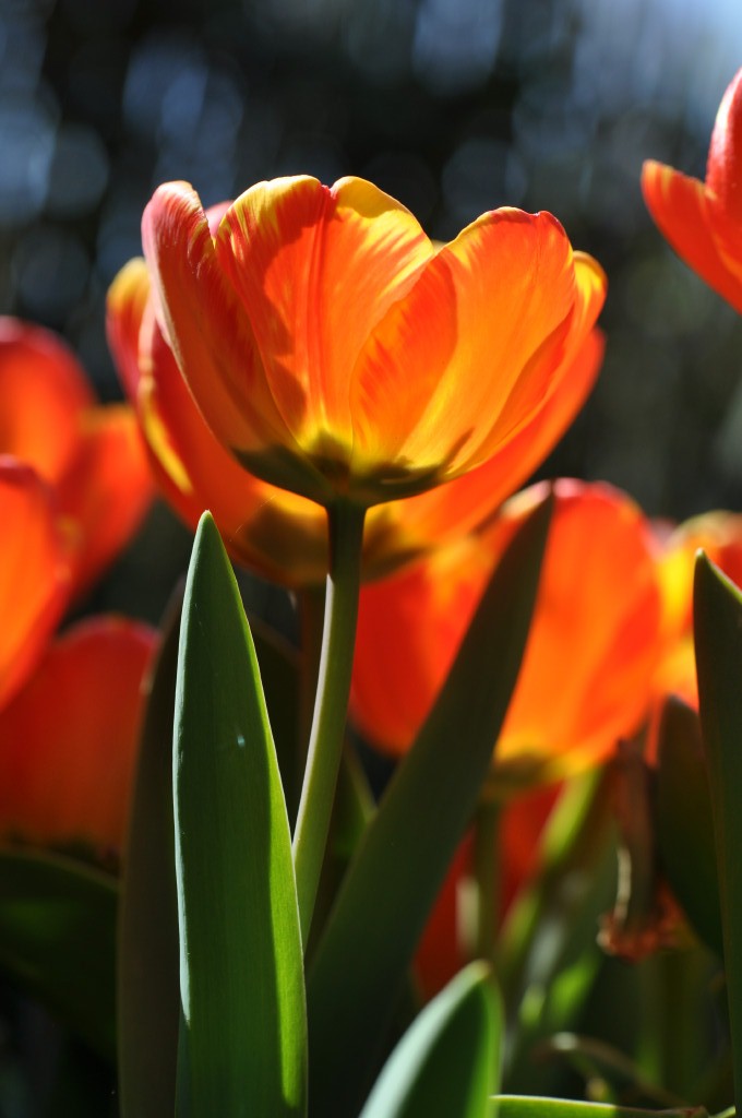 Garten  20110422 1064