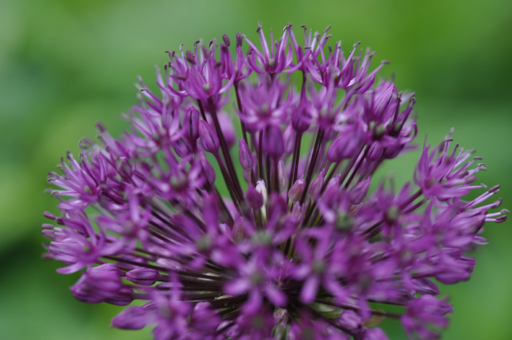 Garten  20110515 1024
