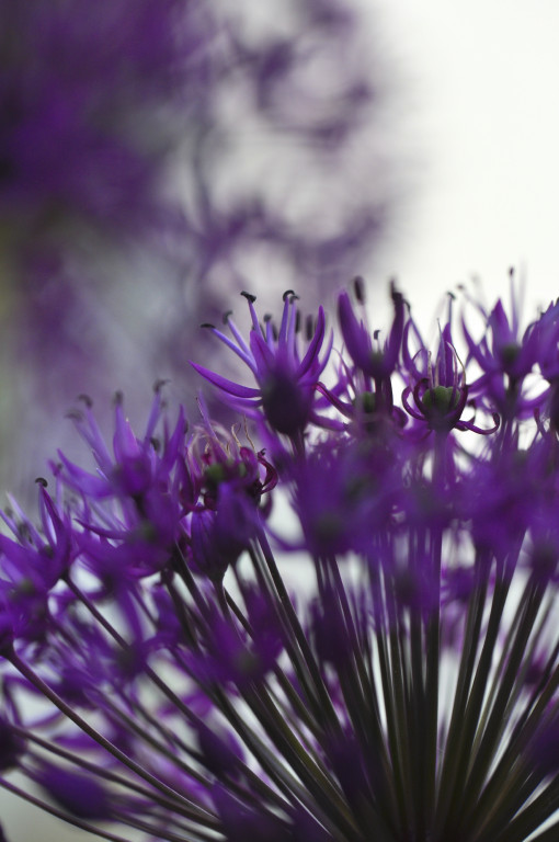 Garten  20110515 1028b