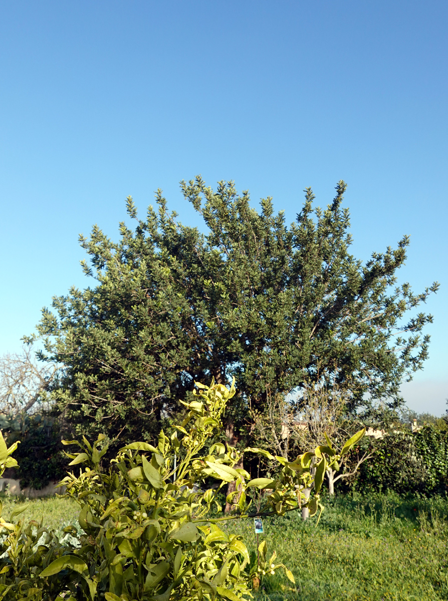 Garten 9.20ff.jpg