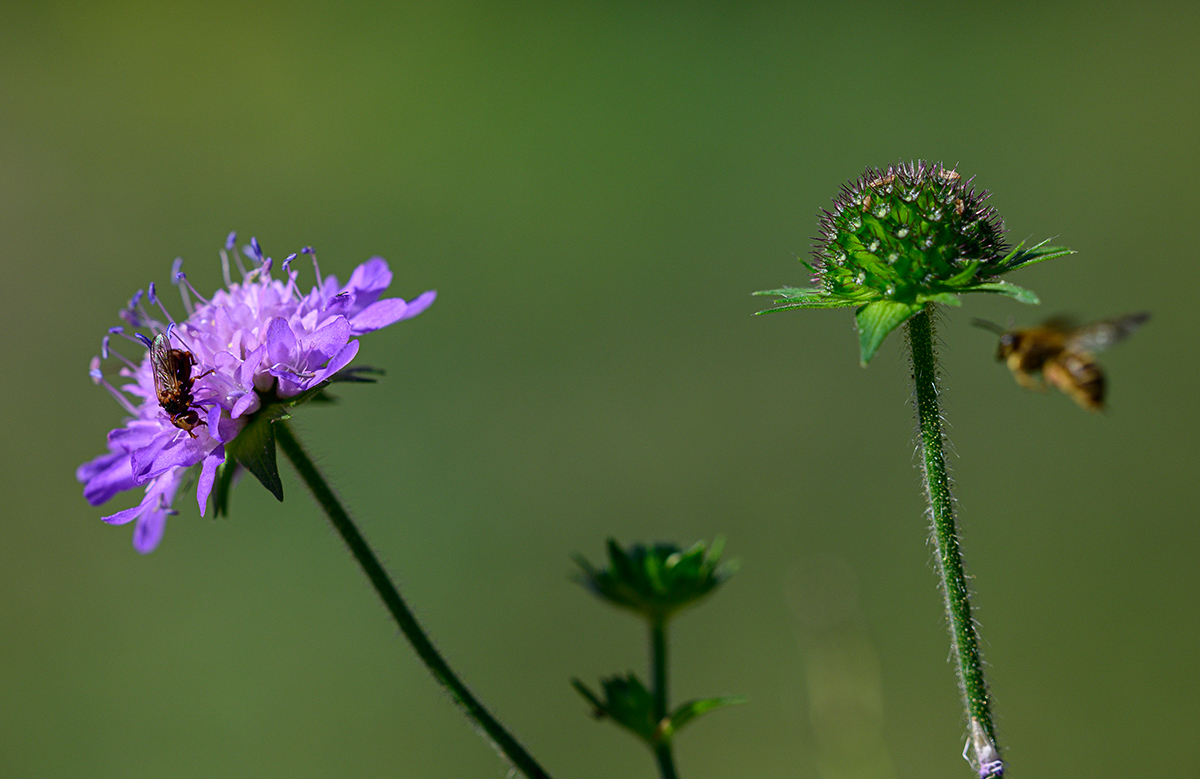 Garten.jpg