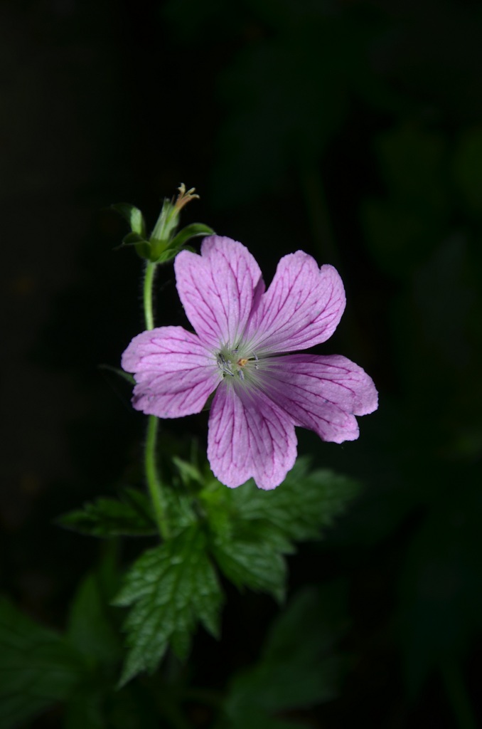 Garten NE 2012 06 10 146