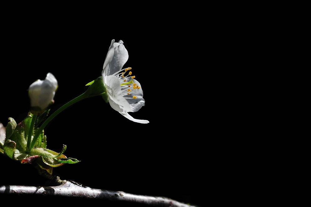 Garten1 Kirschbluete