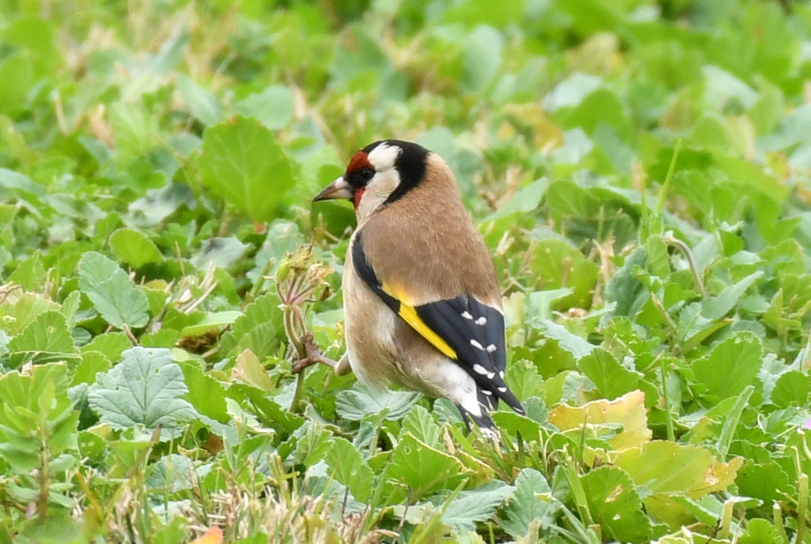 Gartenarbeiter.nf