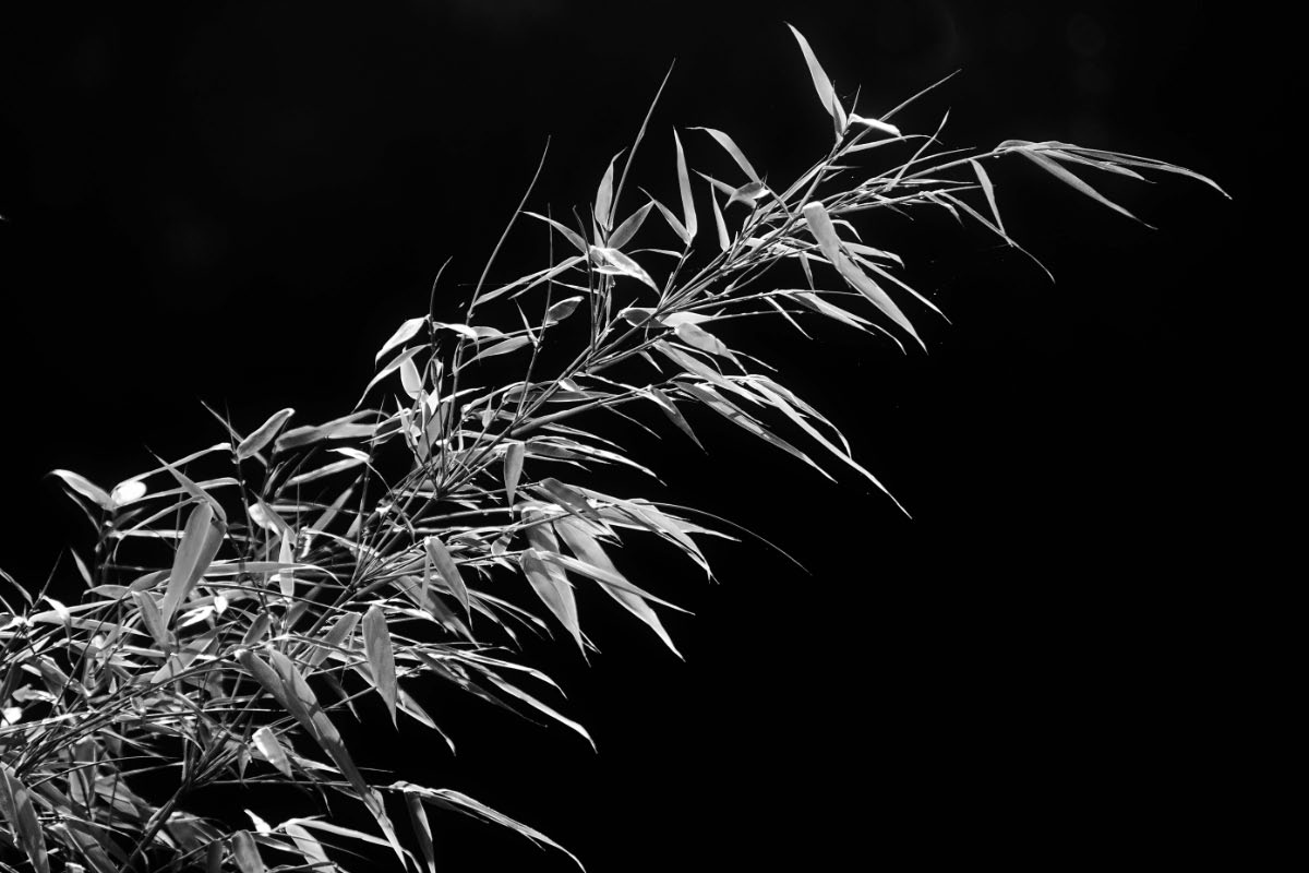 Gartenbambus BW_2.jpg