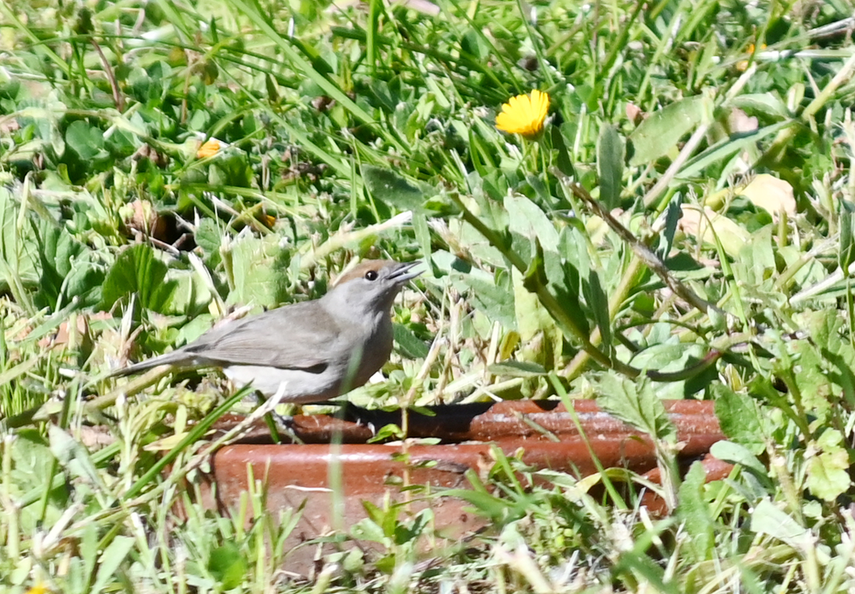 gartenbesucher.jpg