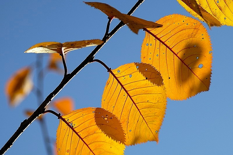 gartenblatt03