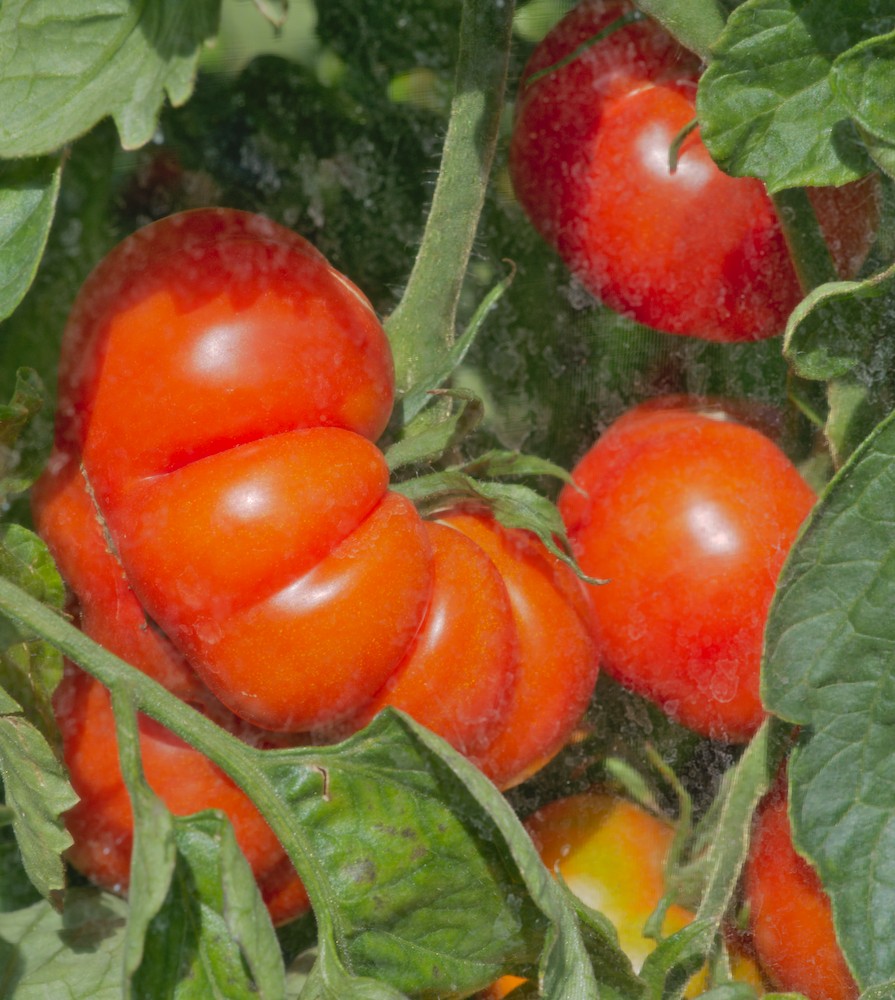 gartenDSC_0035.jpg