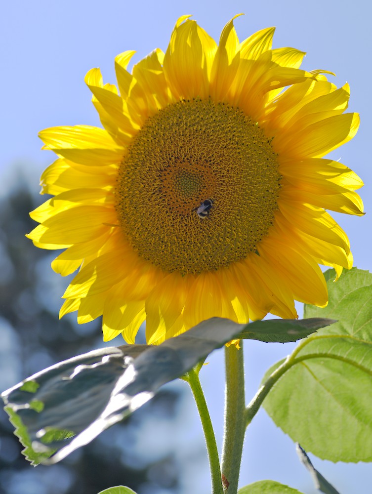 gartenDSC_0038.jpg