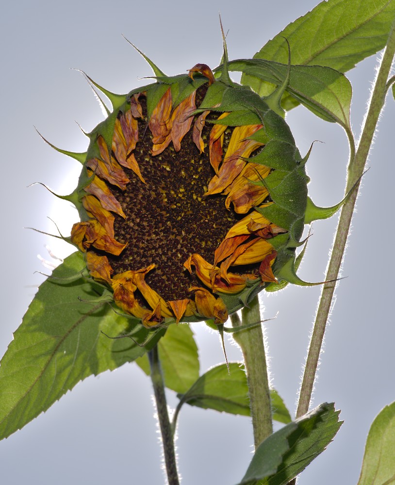 gartenDSC_0047.jpg