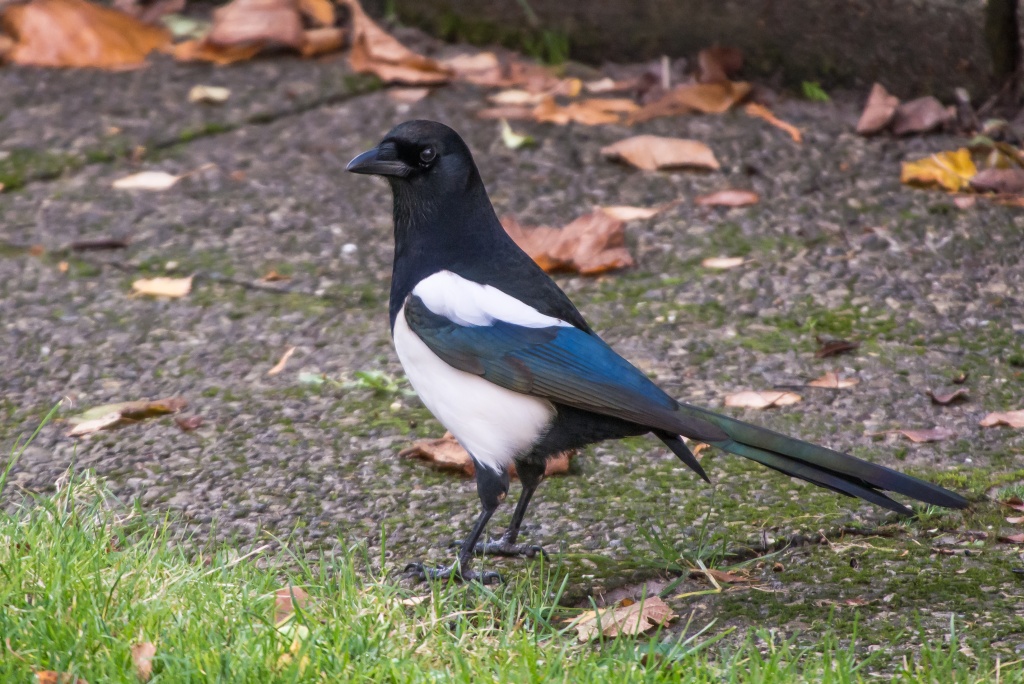 Gartenelster I