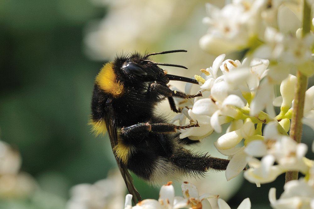 Gartenhummel
