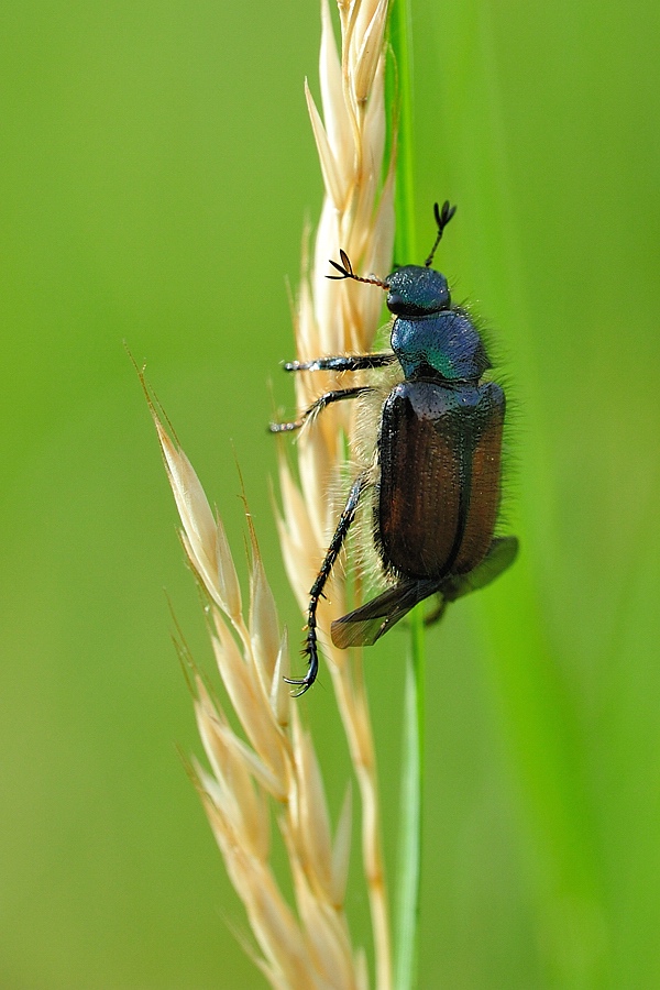 Gartenlaubkäfer PhylloperthaHorticola