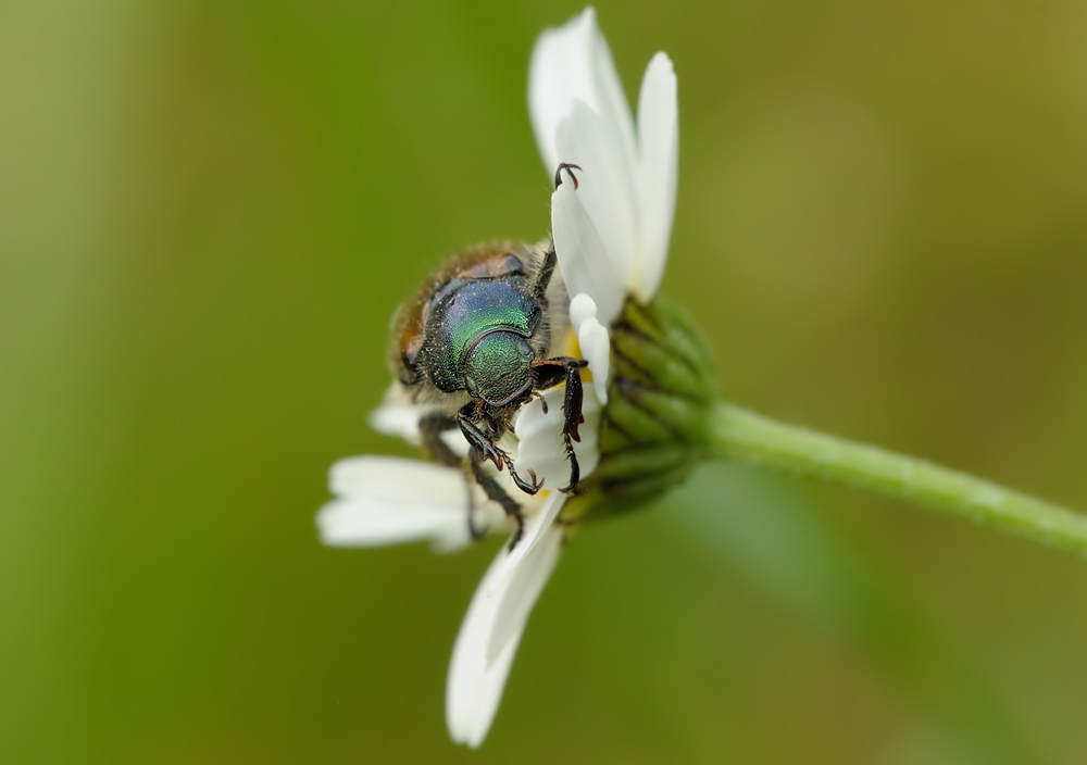 Gartenlaubkäfer