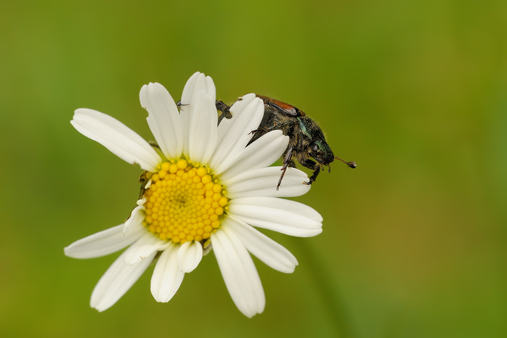 Gartenlaubkäfer