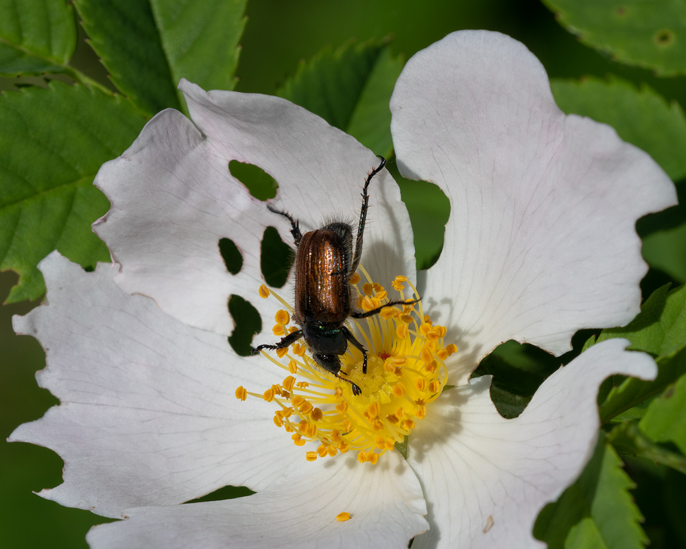 Gartenlaubkäfer1.jpg