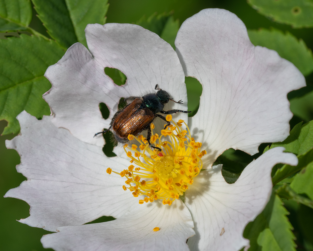Gartenlaubkäfer2.jpg