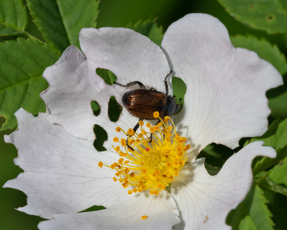 Gartenlaubkäfer3.jpg