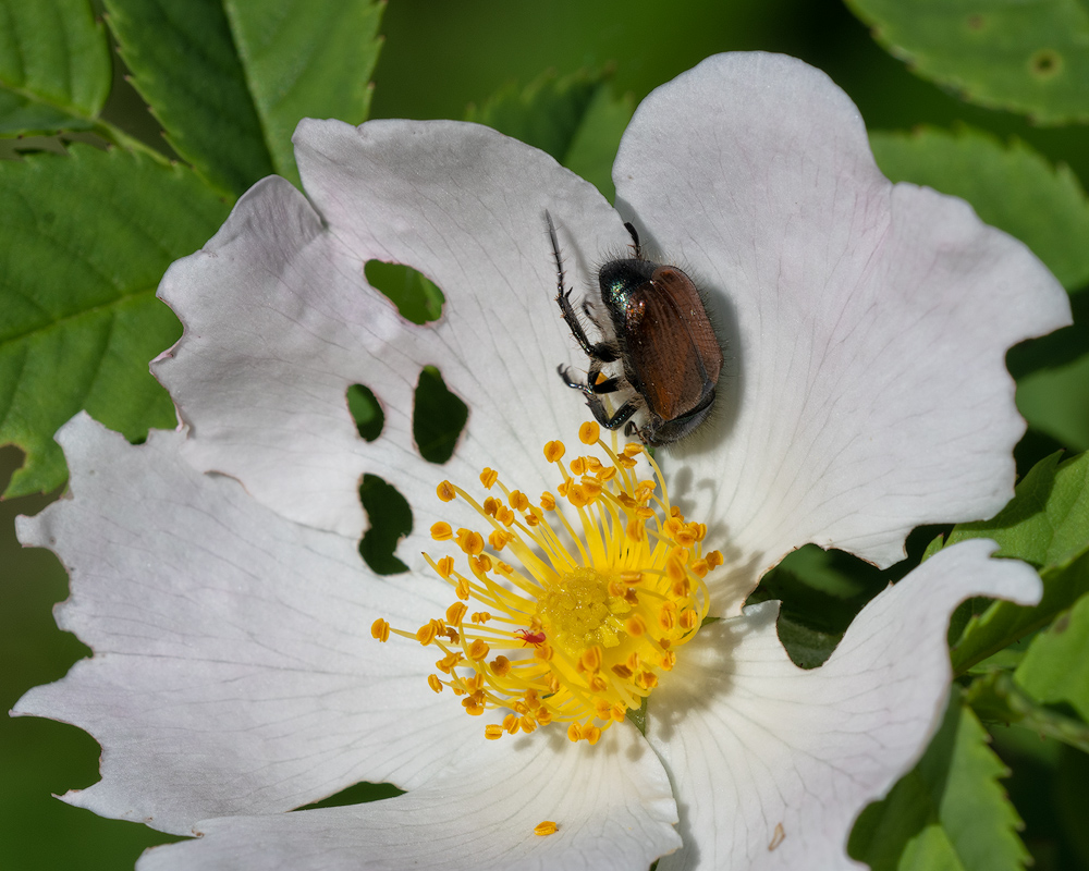 Gartenlaubkäfer4.jpg