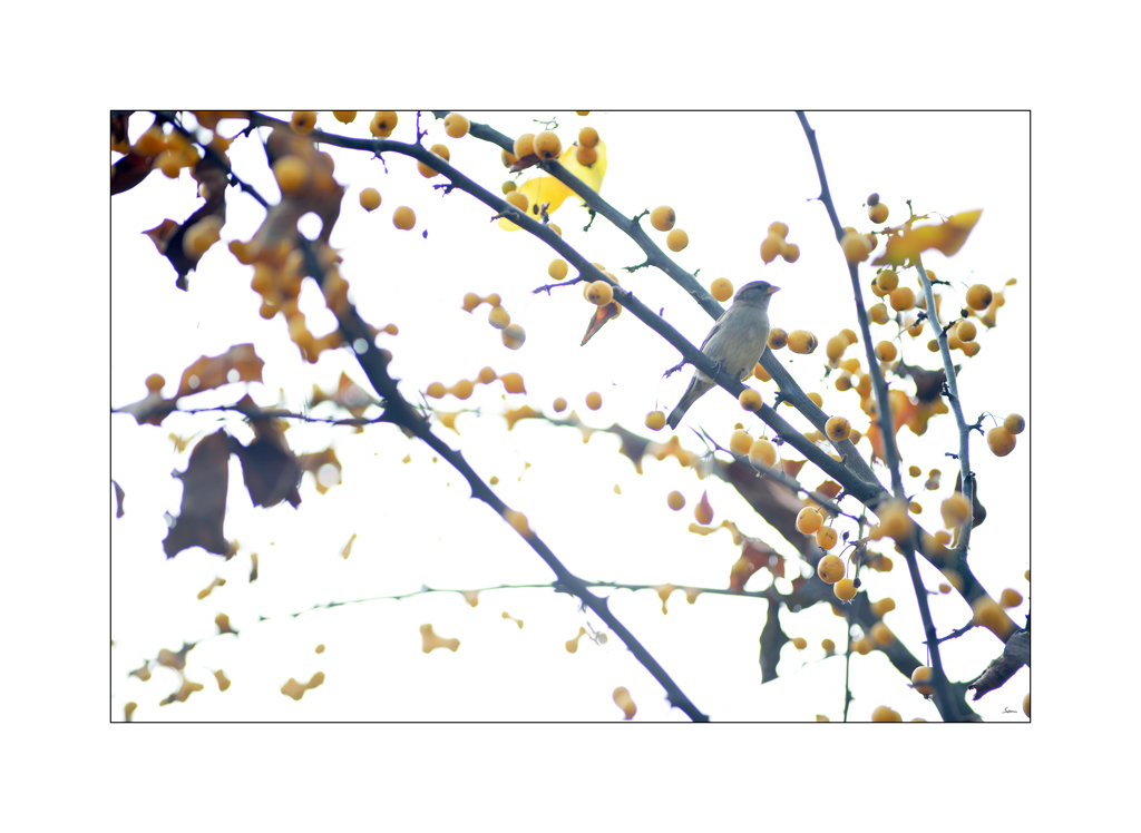 GartenPZ1 0305