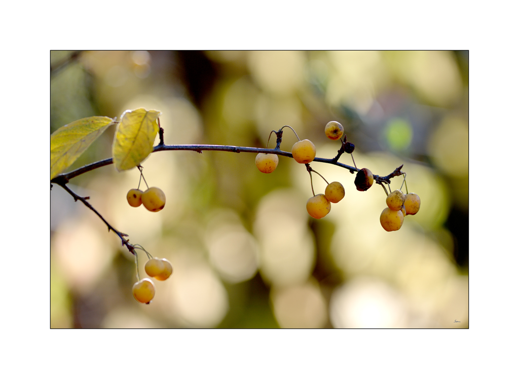 GartenPZ1 0311