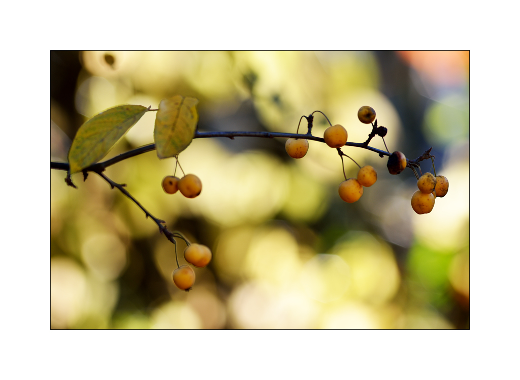 GartenPZ1 0327