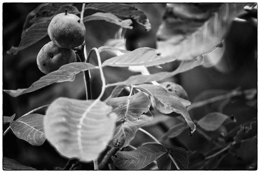 GartenPZ1 1056
