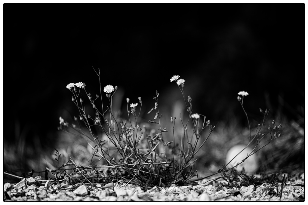 GartenPZ1 1073