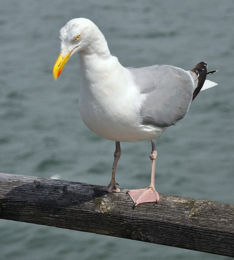 Gast