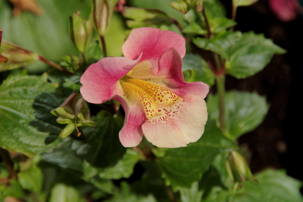 Gauklerblume Juni DxO