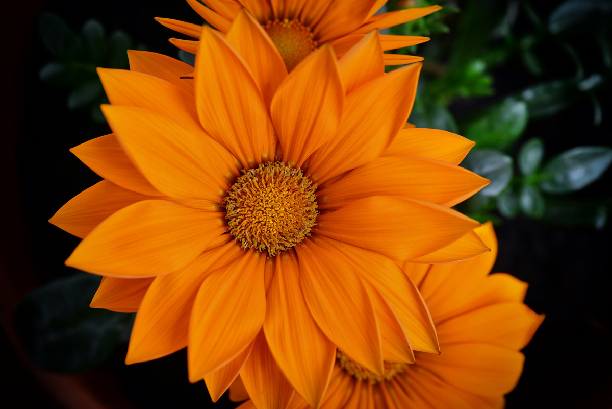 gazania_giant_1200.jpg