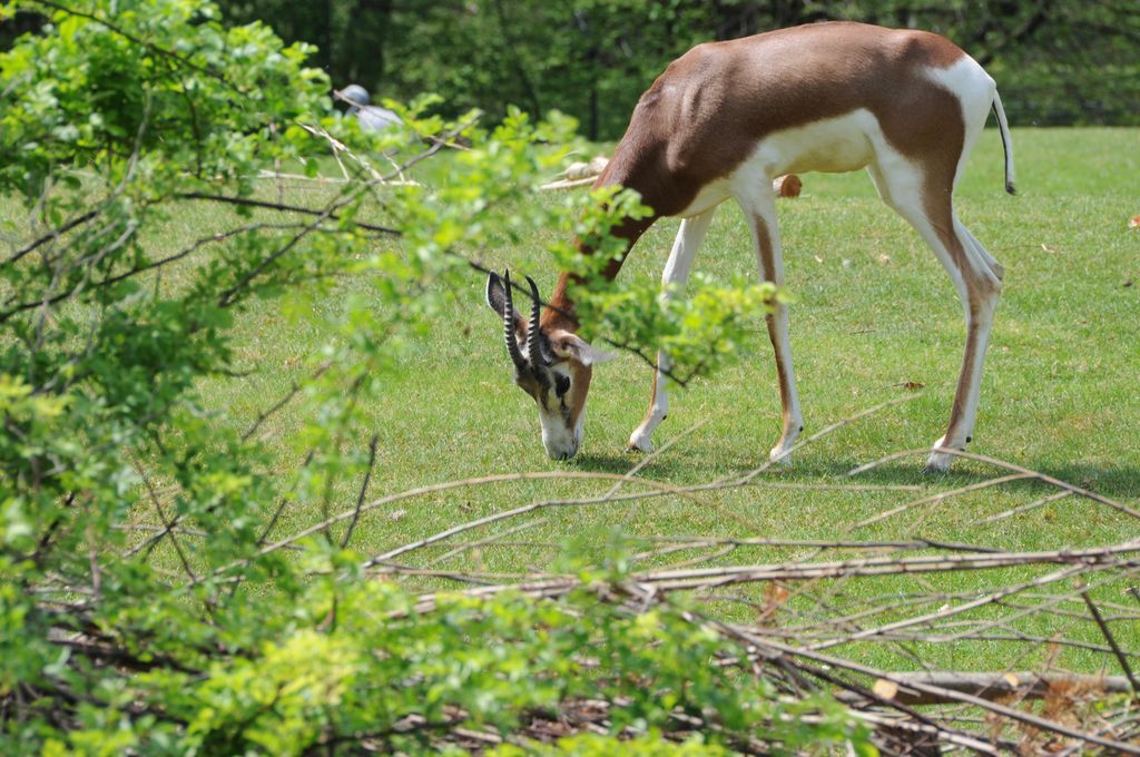 Gazelle ?